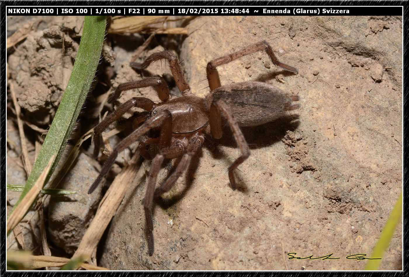 Drassodes sp. - Ennenda (Glarus), Svizzera